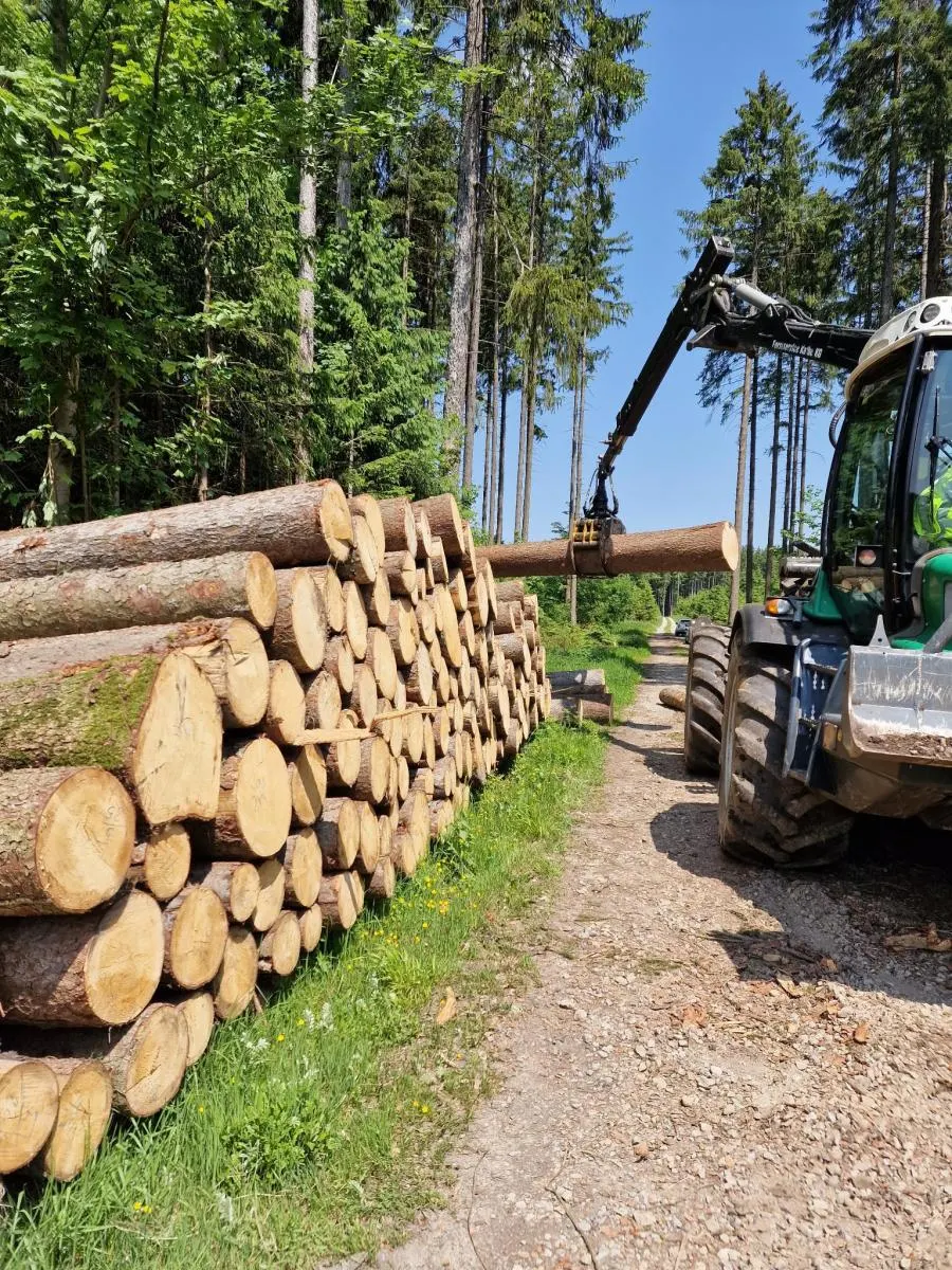 Aufgeschichtetes Stammholz am Waldweg