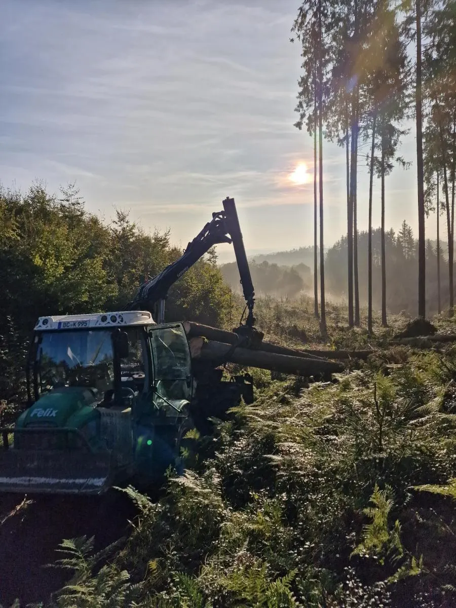 Forstmaschine im Gegenlicht im Wald